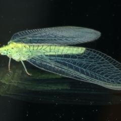 Apertochrysa edwardsi at Ainslie, ACT - 17 Sep 2021