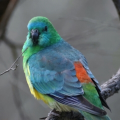 Psephotus haematonotus (Red-rumped Parrot) at Ainslie, ACT - 17 Sep 2021 by jb2602