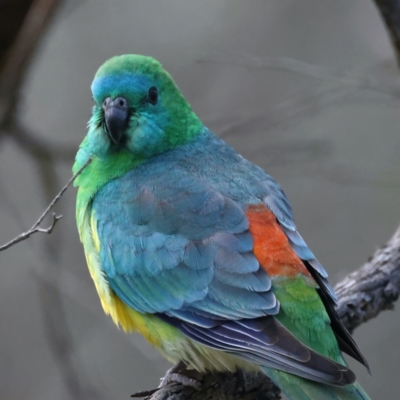 Psephotus haematonotus (Red-rumped Parrot) at Ainslie, ACT - 17 Sep 2021 by jbromilow50