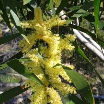 Acacia longifolia subsp. longifolia (sallow or Sydney golden wattle) at Cook, ACT - 17 Sep 2021 by drakes