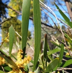 Acacia longifolia subsp. longifolia at Cook, ACT - 17 Sep 2021