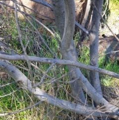 Acacia longifolia subsp. longifolia at Cook, ACT - 17 Sep 2021 09:23 AM