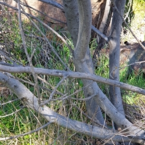 Acacia longifolia subsp. longifolia at Cook, ACT - 17 Sep 2021