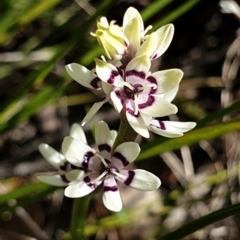 Wurmbea dioica subsp. dioica (Early Nancy) at Cook, ACT - 16 Sep 2021 by drakes