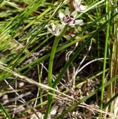 Wurmbea dioica subsp. dioica at Cook, ACT - 16 Sep 2021