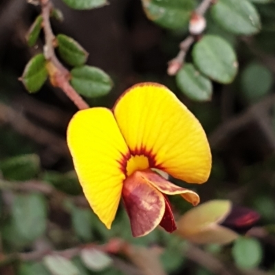 Bossiaea buxifolia (Matted Bossiaea) at Cook, ACT - 16 Sep 2021 by drakes