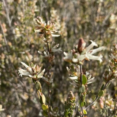 Brachyloma daphnoides (Daphne Heath) at Mount Majura - 18 Sep 2021 by JaneR