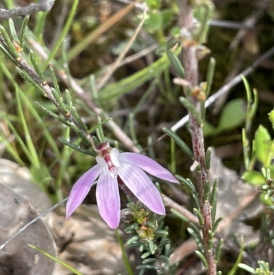 Caladenia fuscata (Dusky Fingers) at Mount Majura - 18 Sep 2021 by JaneR