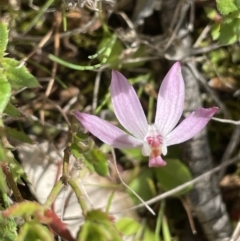 Caladenia fuscata at Majura, ACT - 18 Sep 2021