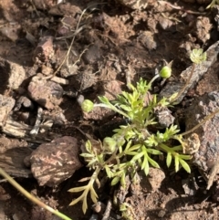 Cotula australis (Common Cotula, Carrot Weed) at Majura, ACT - 18 Sep 2021 by JaneR