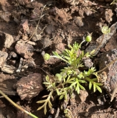 Cotula australis (Common Cotula, Carrot Weed) at Mount Majura - 18 Sep 2021 by JaneR