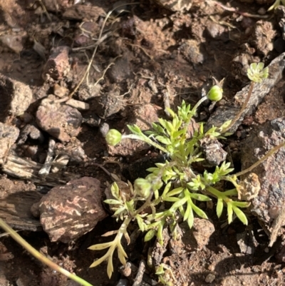 Cotula australis (Common Cotula, Carrot Weed) at Mount Majura - 18 Sep 2021 by JaneR