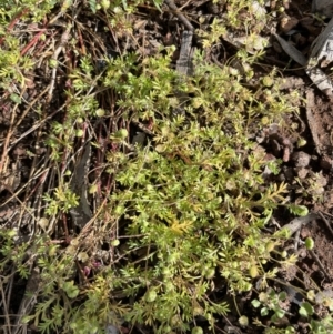 Cotula australis at Majura, ACT - 18 Sep 2021