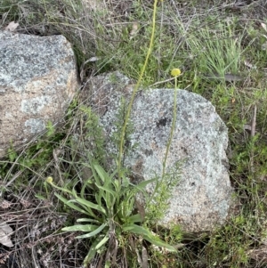 Craspedia variabilis at Majura, ACT - 18 Sep 2021