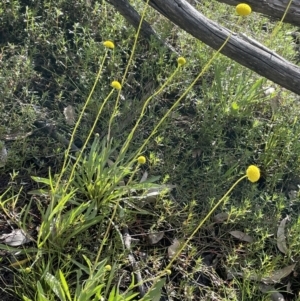 Craspedia variabilis at Majura, ACT - 18 Sep 2021