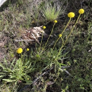 Craspedia variabilis at Majura, ACT - 18 Sep 2021