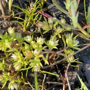 Crassula helmsii at Majura, ACT - 18 Sep 2021