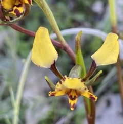 Diuris pardina (Leopard Doubletail) at Mount Majura - 18 Sep 2021 by JaneR