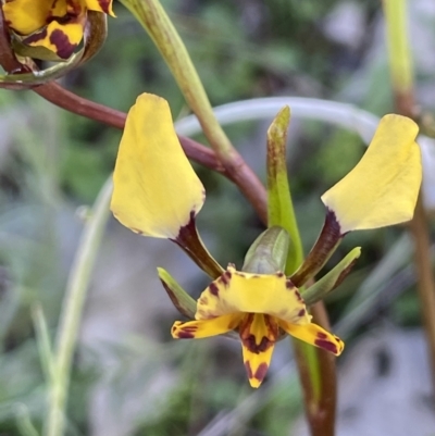 Diuris pardina (Leopard Doubletail) at Mount Majura - 18 Sep 2021 by JaneR