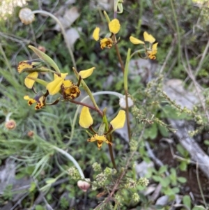 Diuris pardina at Majura, ACT - 18 Sep 2021