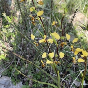 Diuris pardina at Majura, ACT - suppressed