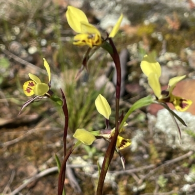 Diuris pardina (Leopard Doubletail) at Mount Majura - 18 Sep 2021 by JaneR