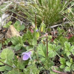 Erodium botrys (Long Storksbill) at Mount Majura - 18 Sep 2021 by JaneR