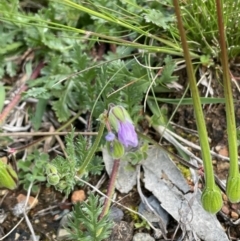 Erodium botrys at Majura, ACT - 18 Sep 2021 02:11 PM