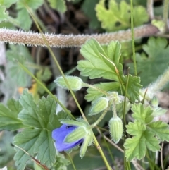 Erodium crinitum (Native Crowfoot) at Mount Majura - 18 Sep 2021 by JaneR