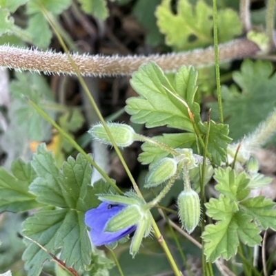 Erodium crinitum (Native Crowfoot) at Mount Majura - 18 Sep 2021 by JaneR