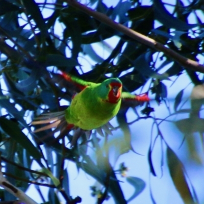 Lathamus discolor (Swift Parrot) at Deakin, ACT - 18 Sep 2021 by LisaH