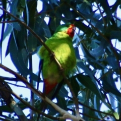 Lathamus discolor at Deakin, ACT - suppressed