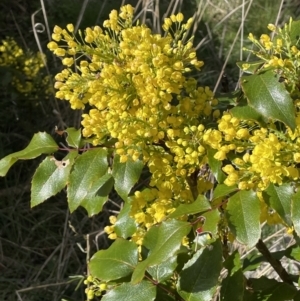 Berberis aquifolium at Majura, ACT - 18 Sep 2021