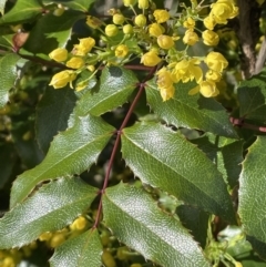 Berberis aquifolium at Majura, ACT - 18 Sep 2021