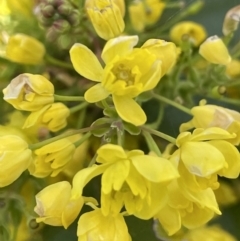 Berberis aquifolium at Majura, ACT - 18 Sep 2021