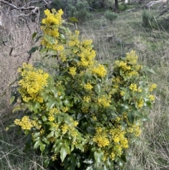 Berberis aquifolium at Majura, ACT - 18 Sep 2021