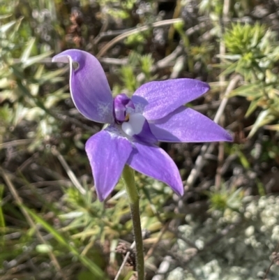 Glossodia major (Wax Lip Orchid) at Mount Majura - 18 Sep 2021 by JaneR