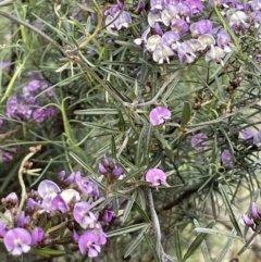 Glycine clandestina (Twining Glycine) at Majura, ACT - 18 Sep 2021 by JaneR