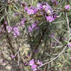 Glycine clandestina at Majura, ACT - 18 Sep 2021