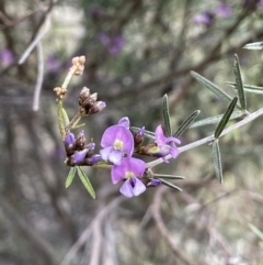 Glycine clandestina at Majura, ACT - 18 Sep 2021