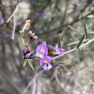 Glycine clandestina at Majura, ACT - 18 Sep 2021