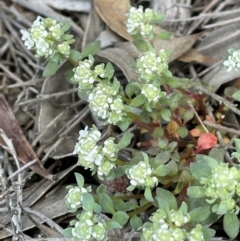 Poranthera microphylla (Small Poranthera) at Majura, ACT - 18 Sep 2021 by JaneR