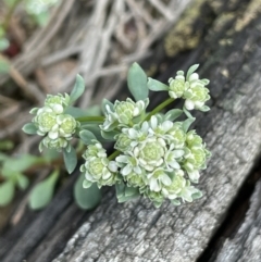 Poranthera microphylla at Majura, ACT - 18 Sep 2021 03:45 PM