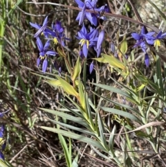 Stypandra glauca (Nodding Blue Lily) at Mount Majura - 18 Sep 2021 by JaneR