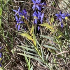 Stypandra glauca (Nodding Blue Lily) at Majura, ACT - 18 Sep 2021 by JaneR