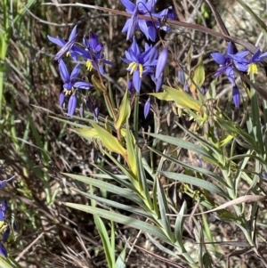 Stypandra glauca at Majura, ACT - 18 Sep 2021