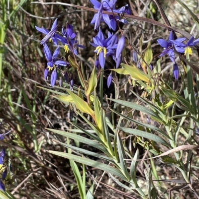 Stypandra glauca (Nodding Blue Lily) at Majura, ACT - 18 Sep 2021 by JaneR