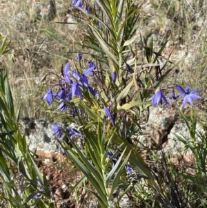 Stypandra glauca at Majura, ACT - 18 Sep 2021