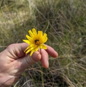 Microseris walteri at Downer, ACT - 18 Sep 2021 03:22 PM