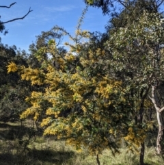 Acacia baileyana (Cootamundra Wattle, Golden Mimosa) at Mount Majura - 9 Sep 2021 by WalterEgo